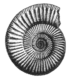 Ammonite, Perisphinctus pickeringius